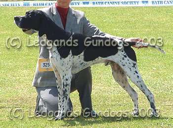 Limit Dog
